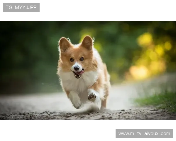 世界冠军跑步带狗拉爆全场：运动与萌宠的完美交汇